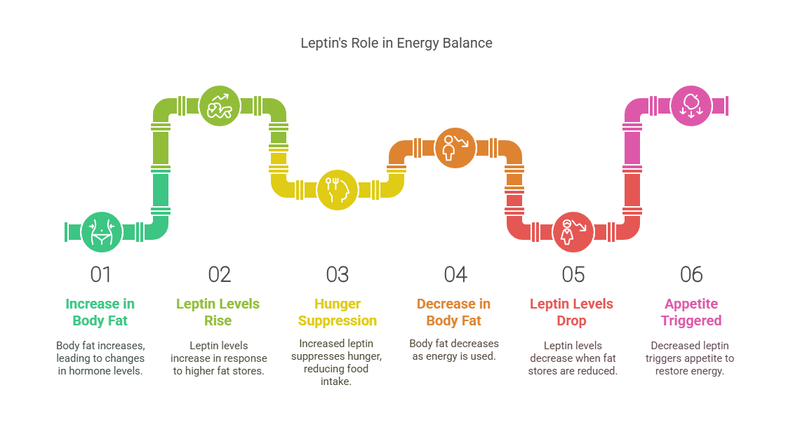 A visual graphic showing how leptin works