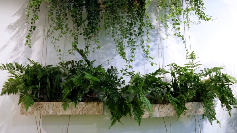 Green plants hang and grow on a white gym wall, showing biophilic elements that create a calming atmosphere