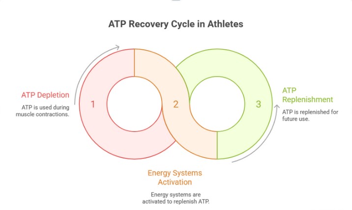 Graphic explaining how ATP recovery works