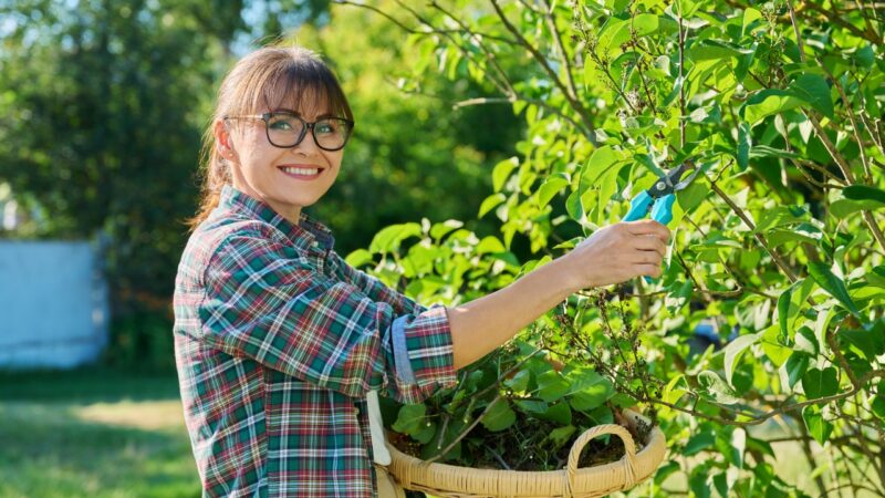 Woman trimming garden plants with shears as part of an active lifestyle outdoors