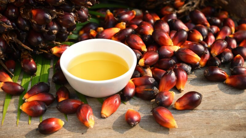 Palm oil sits in a white bowl surrounded by fresh palm fruit